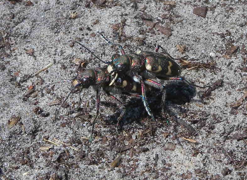 Cicindela olandese